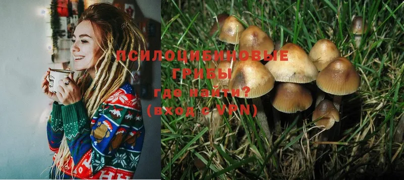 Псилоцибиновые грибы Magic Shrooms  Кызыл 